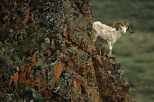 野大白羊,公羊,栖息,岩石上,石台,德纳里国家公园,夏天