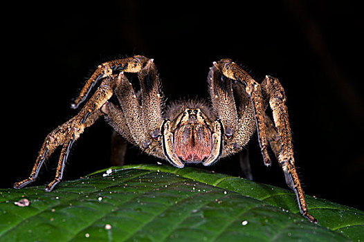 蜘蛛,防卫姿势,国家公园,亚马逊河,厄瓜多尔