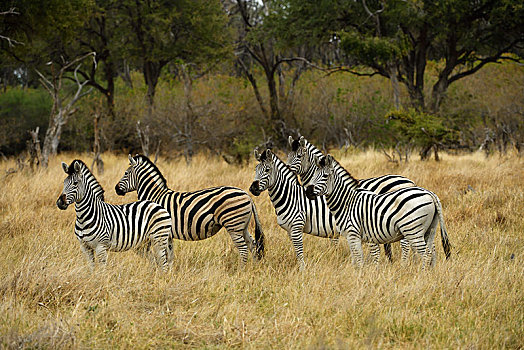 群,斑马,马,莫雷米禁猎区,奥卡万戈三角洲,博茨瓦纳,非洲