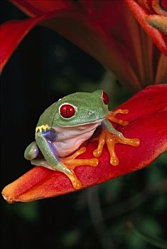 红眼树蛙,花,花瓣
