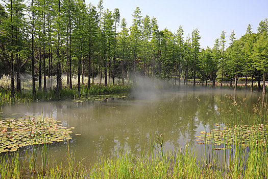 南京银杏湖水杉林景观