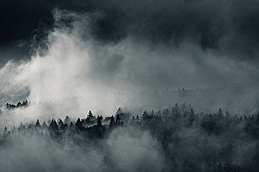 树林,薄雾,巴伐利亚,德国