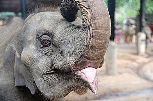 东南亚,斯里兰卡,品纳维拉,大象,动物收容院,小象,开着,嘴,等待,食物