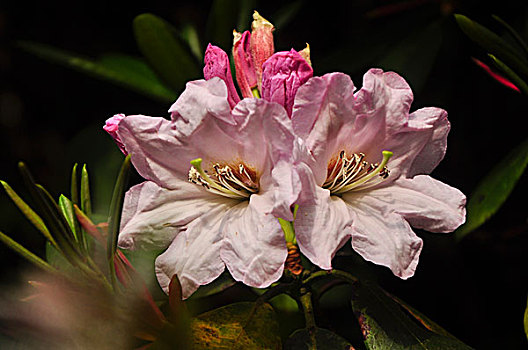 高山杜鹃花