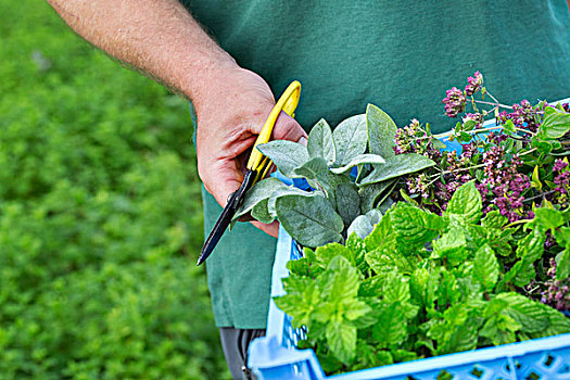 园丁,剪刀,收获,新鲜,药草,沙拉,植物