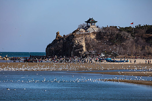 海鸥,候鸟,集中,大量,密集,成群结队,庞大,迁徙,北戴河,湿地,栖息,密密麻麻,保护,沙滩,海滩,背景,轮廓,线条