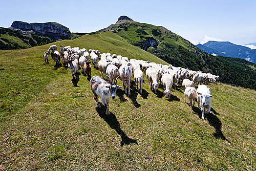 羊群,正面,山,特兰迪诺,意大利,欧洲