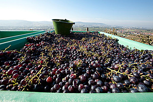 丰收,酿红酒用葡萄,山谷,巴登符腾堡,德国,欧洲