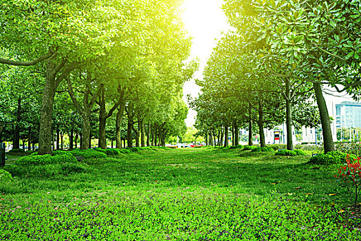 小路,樹,公園