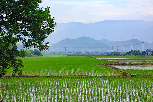 鄞州,塘溪镇,塘溪,稻田,水稻,秧苗,春播,农田,白鹭,田野