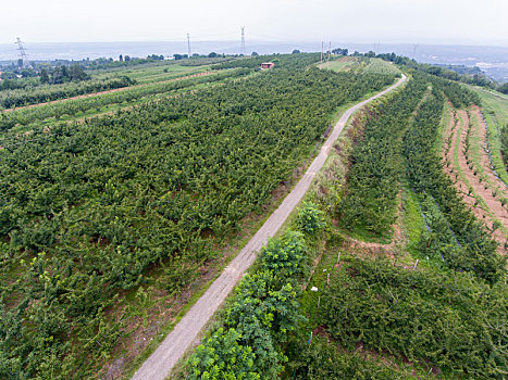 航拍河南三门峡灵宝市川口乡赵家沟村樱桃种植林