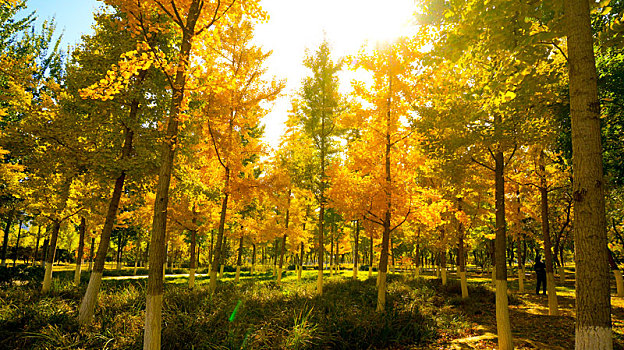 秋天晴朗天空下银杏树林秋景