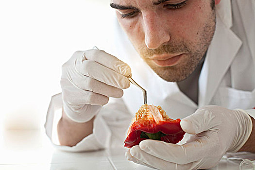 科学家,检查,种子,柿子椒