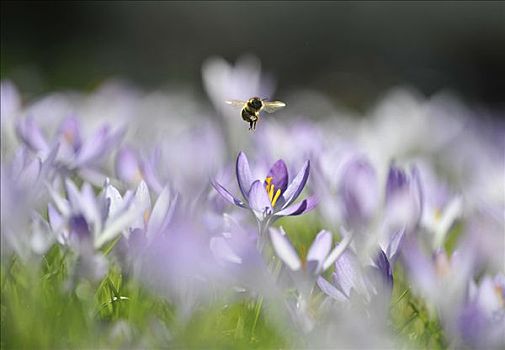 紫色,藏红花,蜜蜂,意大利蜂