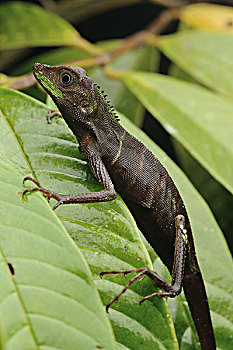 绿色,蜥蜴,慌恐,褐色,色彩,婆罗洲,马来西亚