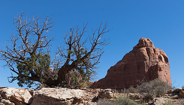 枯树,与岩石