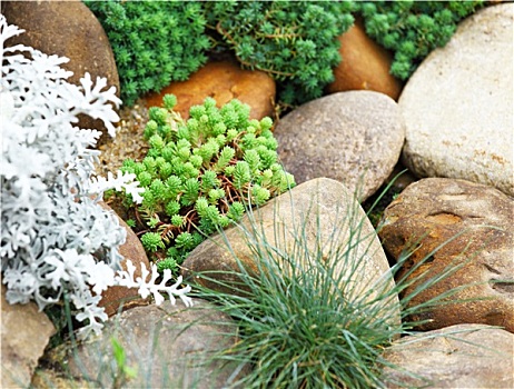 绿色植物,石头