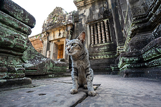 柬埔寨班提色玛寺的猫