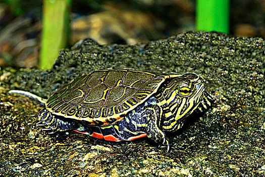 锦龟,孵化动物,南方,奥克纳根谷,不列颠哥伦比亚省