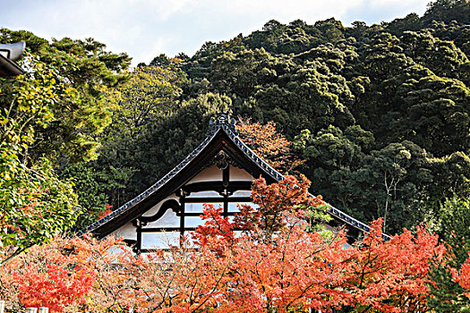 日本京都红叶