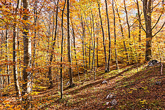 树林,特兰迪诺,南蒂罗尔,意大利,彩色,秋天,山毛榉
