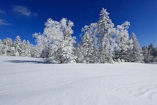 延边,国家森林公园,雪景