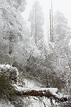 四川,峨眉山,冰雪雾凇,徐学哲摄影,尼康,年,月