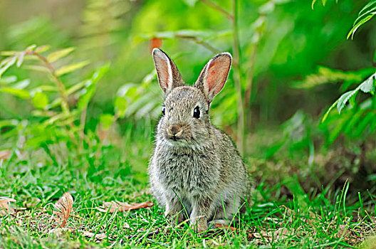 欧洲兔,兔豚鼠属,小猫,北莱茵-威斯特伐利亚,德国,欧洲
