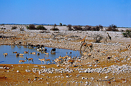 非洲,纳米比亚,埃托沙国家公园,水坑,特色,干燥,栖息地