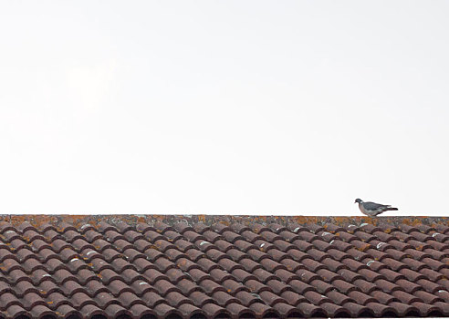 鸽子,休息,房子,屋顶,日落