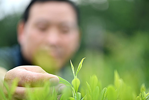 茶园采茶