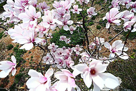 春暖花开