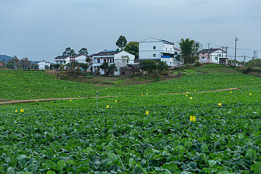 新农村蔬菜基地