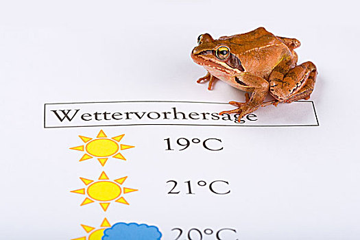 青蛙,天气,先知,天气预报,德国
