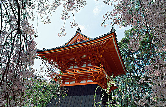 仰视,庙宇,仁和寺,京都,本州,日本