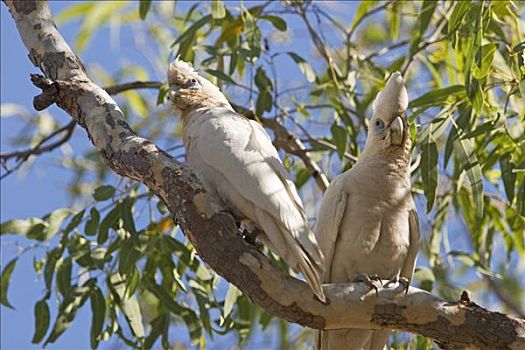 两个,美冠鹦鹉,波奴鲁鲁国家公园,金伯利,西澳大利亚,澳大利亚