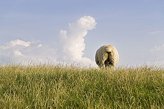 绵羊,草地,背面视角,特写