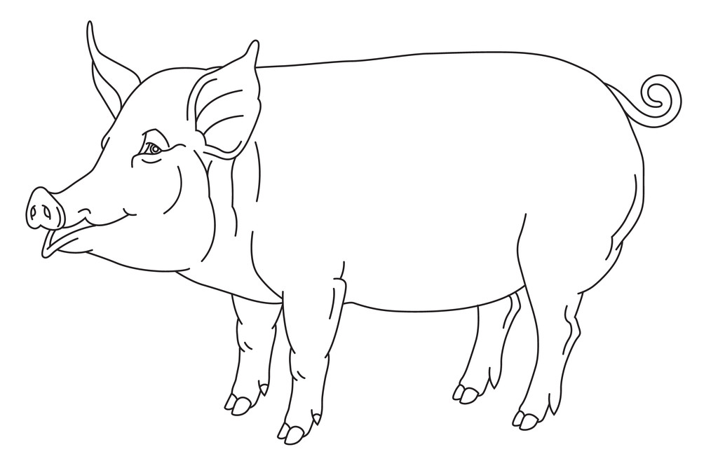 怀孕母猪简笔画图片