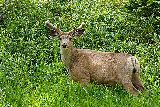长耳鹿,骡鹿,瓦特顿湖国家公园,艾伯塔省,加拿大