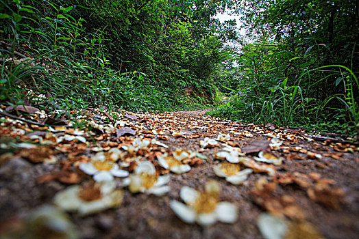 鄞州,塘溪镇,铜弹岭古道,山路,落叶,落花