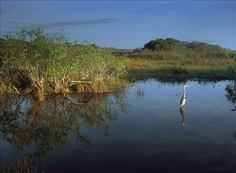 大蓝鹭,涉水,低湿地,大沼泽地国家公园,佛罗里达