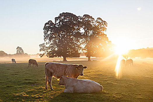 母牛,地点,日出,山谷,南威尔士,英国