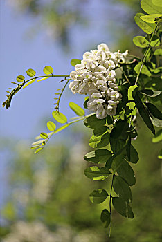 洋槐花