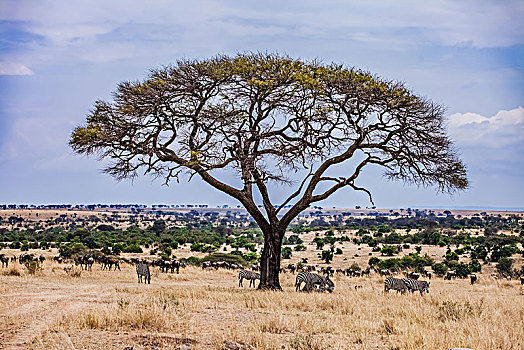 坦桑尼亚塞伦盖蒂草原斑马生态环境