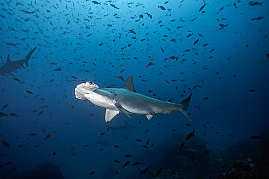 圆齿状,鲨鱼,路氏双髻鲨,岛屿,哥斯达黎加,北美