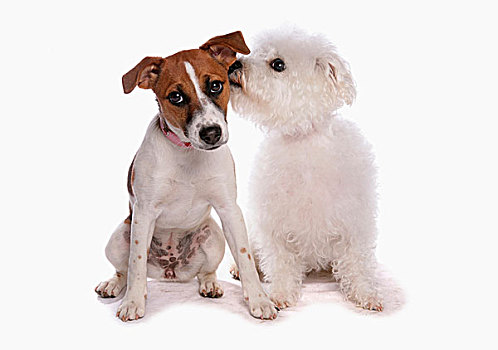 家犬,杰克罗素狗,卷毛比雄犬,两个,成年人,嗅,耳