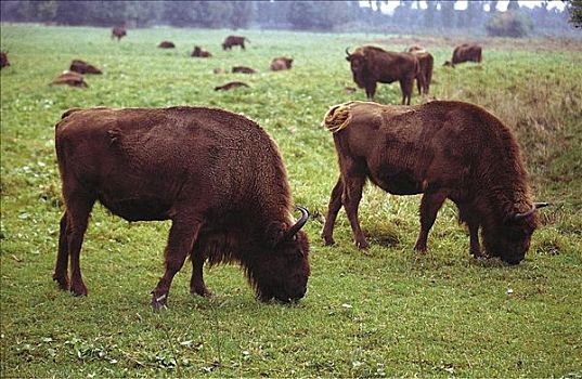 欧洲,水牛,欧洲野牛,哺乳动物,巴伐利亚森林国家公园,德国,动物