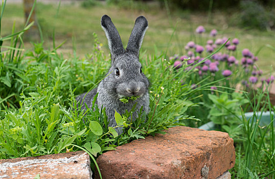 灰色,兔子,坐,草坛,吃