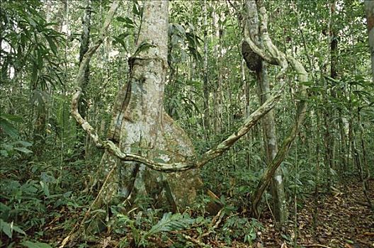 藤蔓植物,雨林,亚马逊盆地,秘鲁