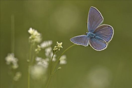 蓝灰蝶,雄性,展翼,下奥地利州,奥地利,欧洲